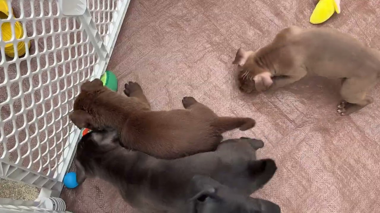 Bear, an adopted mixed breed in Aurora, IL video 2/3