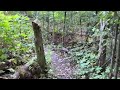 Walk in the Woods