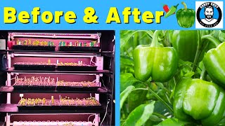 How to Grow Peppers from Seed! DIY Garden!