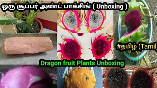 Dragon Plants unboxing || டிராகன் பழம் பிளான்ட் அண்ட் பாக்சிங் (unboxing)