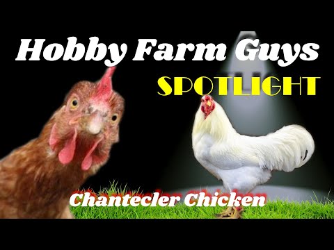 , title : 'HFG Farm Animal Spotlight: Chantecler Chicken'