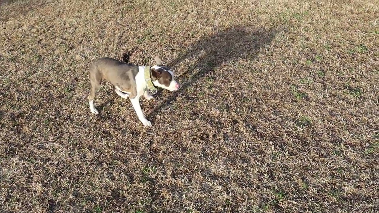 Enlarge Milly, a ADOPTABLE mixed breed in Windsor, CT video 5/5