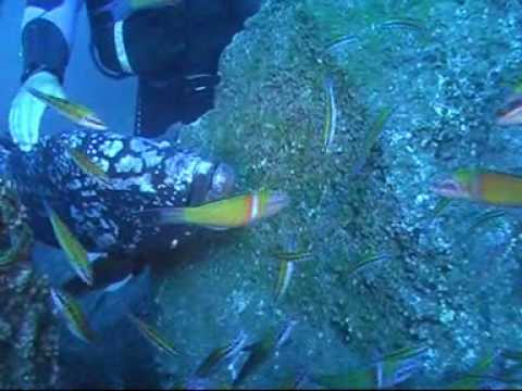 Madeira 2009 Nationalpark Garajau Teil 2, Madeira/Funchal,Portugal