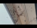 Ants in the Door Frame in Lakehurst, NJ