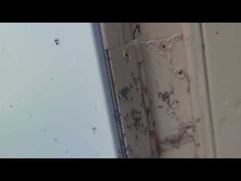 Ants in the Door Frame in Lakehurst, NJ