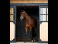 Castrone KWPN Cavallo da Sport Neerlandese In vendita 2017 Baio , Expression