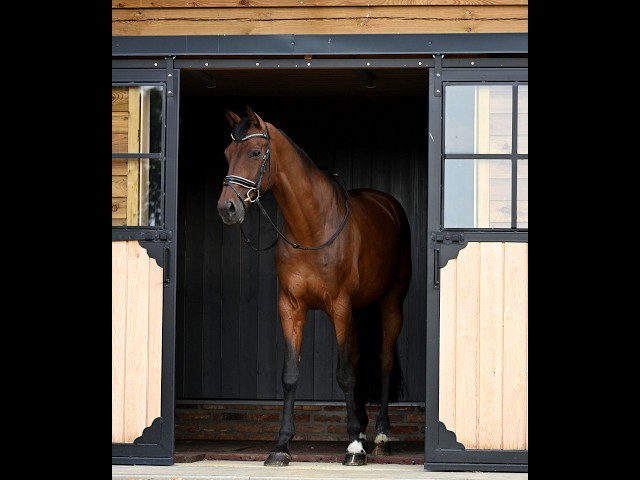 Castrone KWPN Cavallo da Sport Neerlandese In vendita 2017 Baio ,  Expression