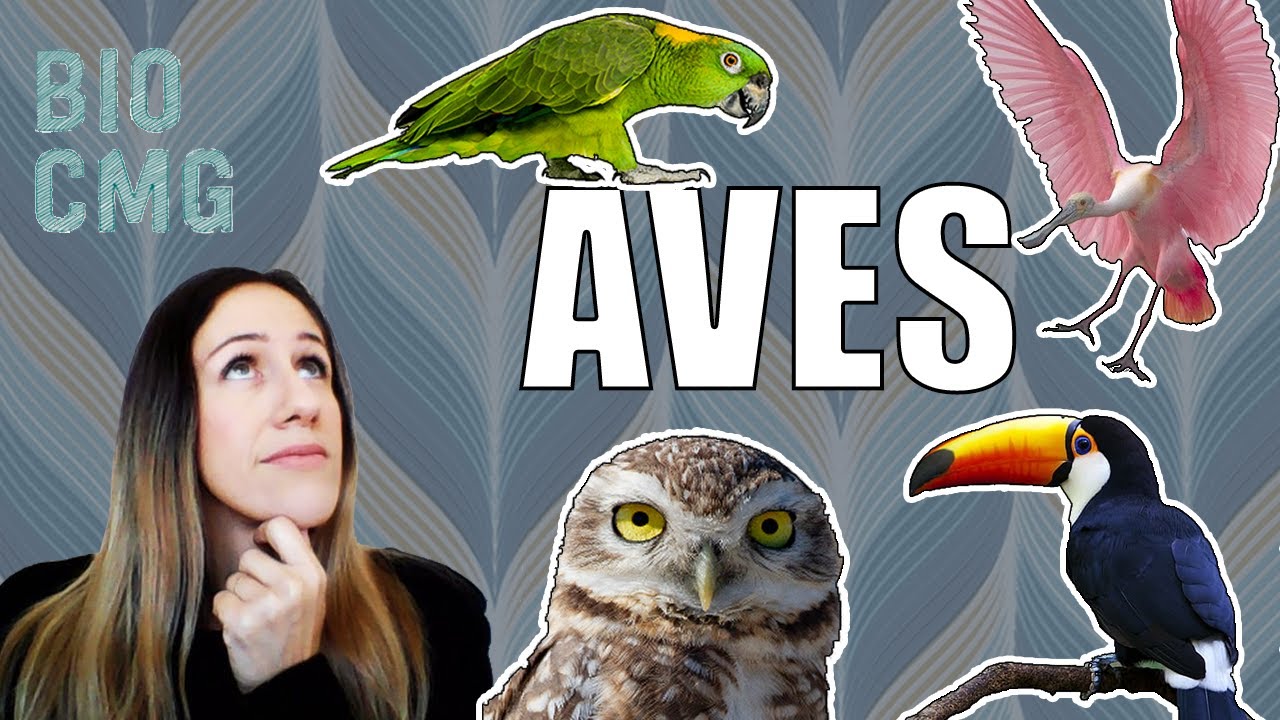 Aves - Classificação e Biologia dos Palaeognathae e Neognathae