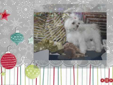 Cozette and Pippa SS 2013