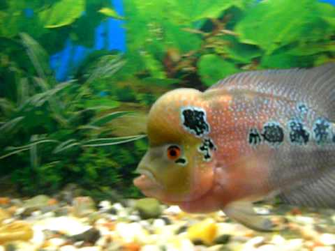 shreyas's flowerhorn fish