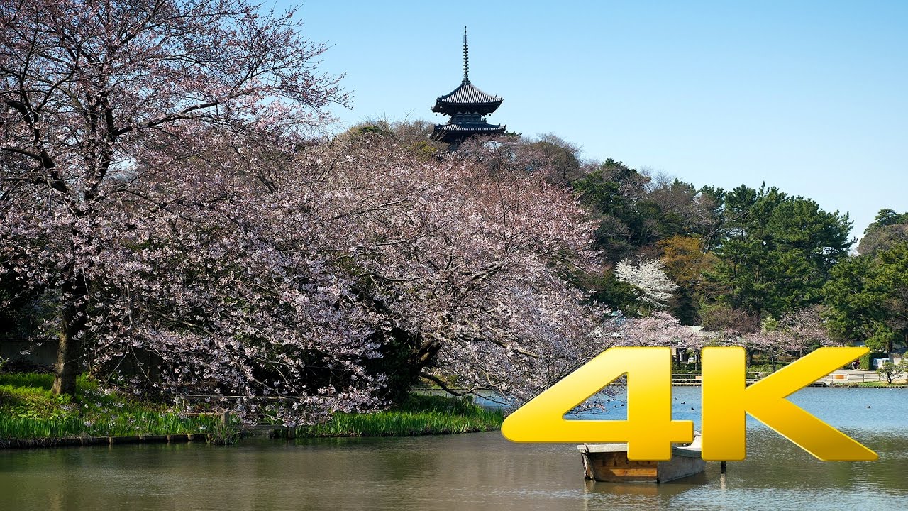 Sakura around Sankei-En pond