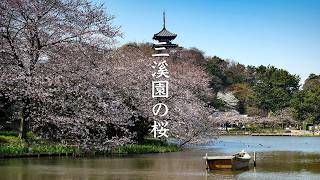 Sakura around Sankei-En pond video preview
