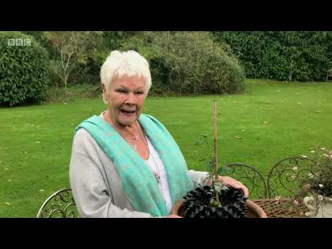 Judi Dench Coutryfile - Acorn Vase