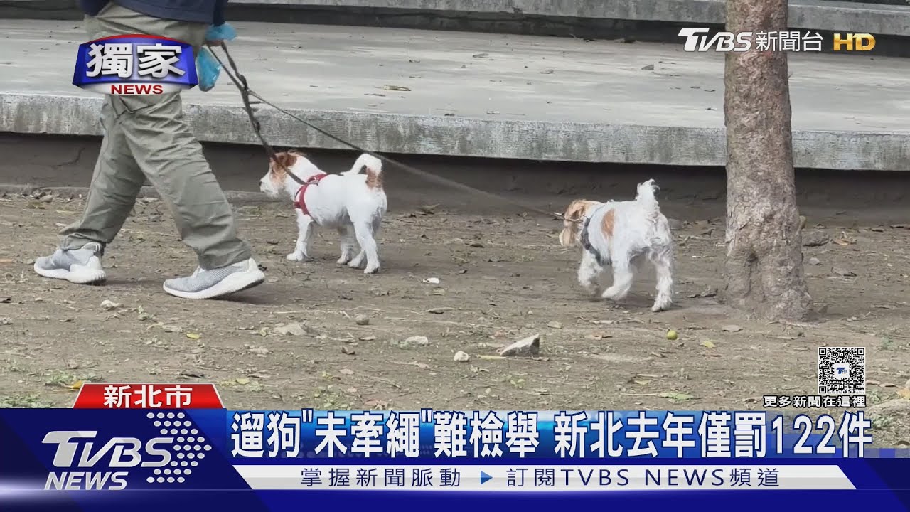 獨／遛狗不繫繩！新北去年罰僅122件　大型犬飼主配戴「密錄器」自保