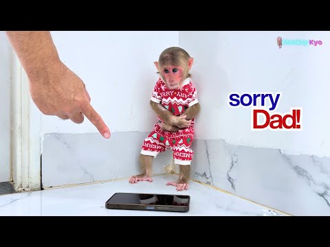 Oh No! Why is Baby Monkey Kyo so sad and mad at her Dad?