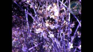 Reel #11: December 28, 1960 to April 8, 1961