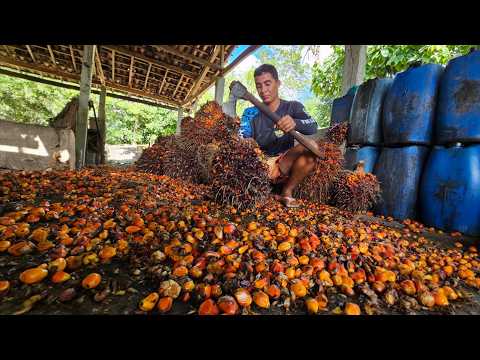 Palm Harvesting, Extraction of Oil Fresh from the Farm in Brazil