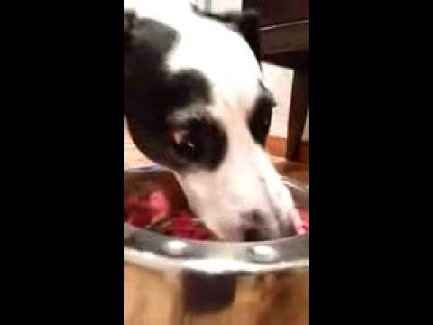 Happy Birthday Herr Sputnik