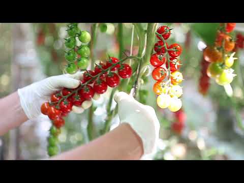 Gewächshausproduktion Tomaten in Schkölen, Thüringen, Deutschland