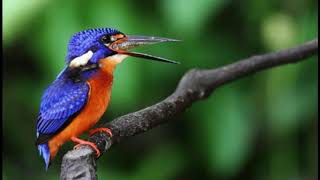 Download lagu tengkek udang super jernih jeda 3 detik masteran burung mp3