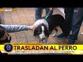 Video emotivo: así fue el rescate de “Bob”, el perro que fue golpeado por su dueño en Flores