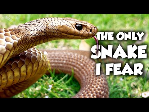 THIS is the Snake Bite to Worry About - The Eastern Brown Snake