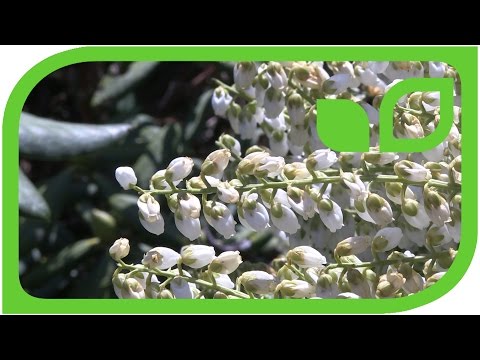 Pieris japonica Lavendelheide: Die ersten Blüten im Moorbeet
