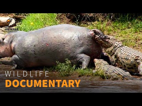Hippos vs Crocodiles: 5 Brutal Encounters in the Wild | Wildlife Documentary