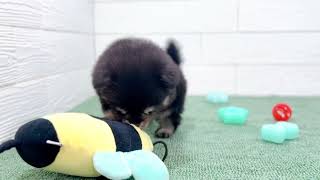 ハーフ犬の動画01