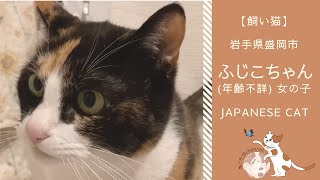 新鮮な水を飲みたい猫 | 岩手県盛岡市在住 ふじこちゃん | Japanese Cat