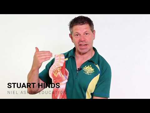 Sciatica and Sciatic Nerve Anatomy