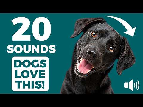 20 Sounds That Dogs LOVE &amp; That Make Them Tilt Their Heads 🐶