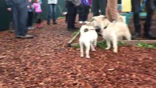 Impromptu Meximutt Play Group at the Shelter!