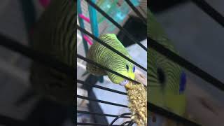 Budgerigar Birds Videos