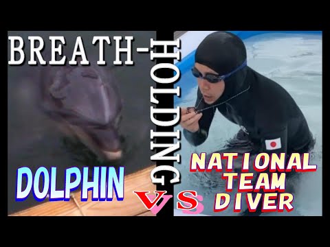 Showdown for breath-holding! Dolphin vs. Japan National Team Freediver