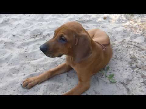 Ridgeback Mylo in Ickern