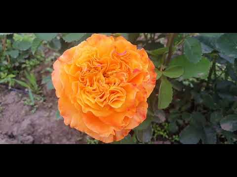 EDROSES/Троянда 🌹 Оранж Рива (Orange Reeva), Interplant, Голландія, 2019 р..Зрізкові (Floists Rose)