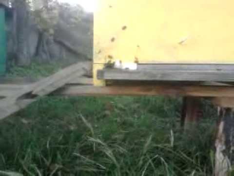 zbor puiet de toamna 20oct2013