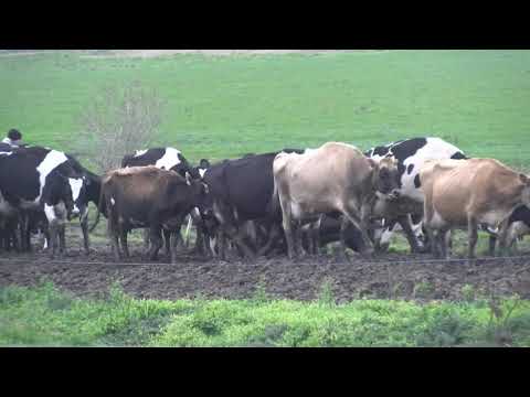 Productor lechero de Paso la Cadena, Canelones. Sergio Botta