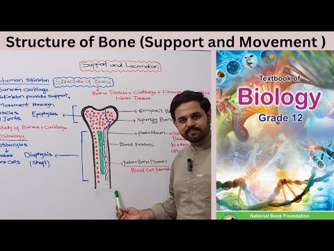 Structure of Bone | Support and Movement | Class 12 | FBISE | NBF