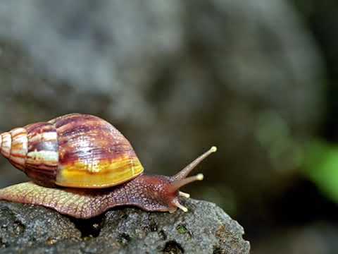 Voulez-vous danser mademoiselle ?- Jean-Marc Volcy