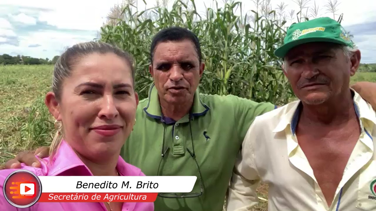 Vereadora Maria Helena acompanha colheita de milho realizada com maquinário da Prefeitura de Colíder