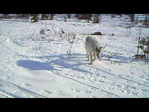 The Moose, The Wolves and The Grizzly