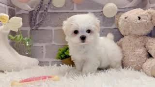 マルチーズの動画01