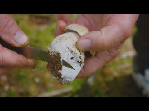 Harvesting and Storing Mushrooms: Tips for Maximum Freshness