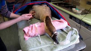 Goose being anesthetized, plus Xrays gameplay video by GIvers, 0:36 duration