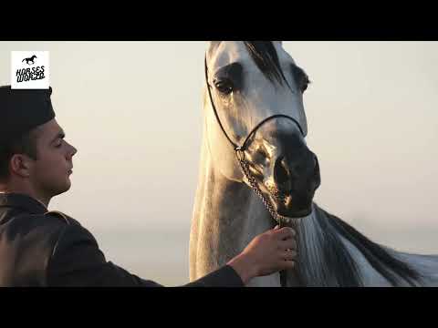 Arabian Horse LAMBADA Emerald J x Lawinia / Ekstern