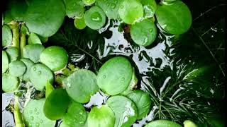 Download lagu al waqiah 1-56 syaikh hani ar rifai mp3