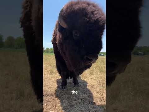 America’s Giant #bison #americanbison #animallife #funnyanimal