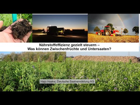 Nährstoffeffizienz gezielt steuern - Was können Zwischenfrüchte und Untersaaten?